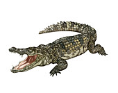 Crocodile, Illustration