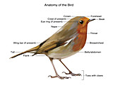 Bird Anatomy, Illustration