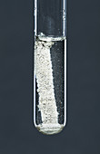 Zinc reacting with silver nitrate, 3 of 3