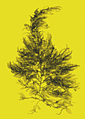 Sargassum Seaweed, X-ray