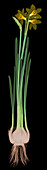 Daffodil Flower, X-ray