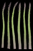 Asparagus, X-ray