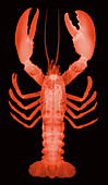 American Lobster, X-ray