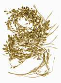 Rockweed Seaweed, X-ray