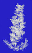 Sargassum Seaweed, X-ray