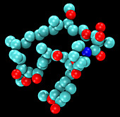 Sirolimus (Rapamycin), Molecular Model