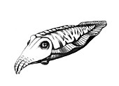 Cuttlefish, Illustration