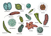 Microorganisms, Illustration