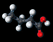 Butyric Acid, Molecular Model