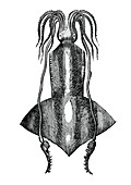 Squid, Deep Sea Cephalopod
