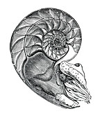 Nautilus, Cephalopod
