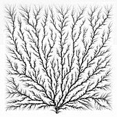 Electron Tree or Lichtenberg Figure