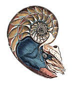 Nautilus, Cephalopod