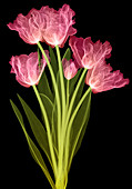 Tulips, X-ray