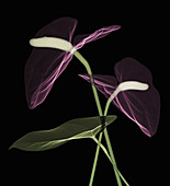 Anthurium Flowers, X-ray