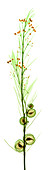 Milkweed, Gomphocarpus physocarpus, X-ray