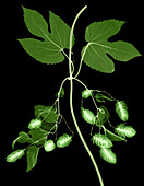 Hops, Humulus lupulus, X-ray