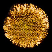Wasp Nest, X-ray