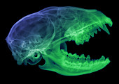 Raccoon Skull, X-ray