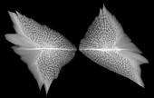 Sturgeon Scales, X-ray