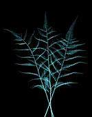 Fern, X-ray