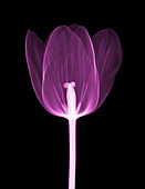 Tulip, X-ray