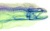 Moray Eel, Gymnothorax funebris, X-ray
