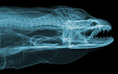 Moray Eel, Gymnothorax funebris, X-ray