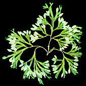 Rockweed Seaweed, X-ray