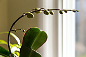 Phototropism of Orchid Bloomstock 1 of 6