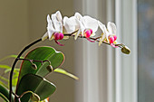 Phototropism of Orchid Bloomstock 5 of 6