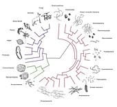 Evolutionary Tree: Bacteria