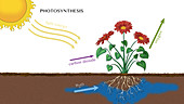 Photosynthesis, Illustration