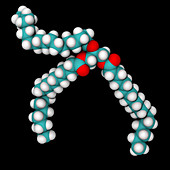 Triglyceride Molecule Model, 3D