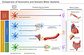Autonomic and Somatic Motor Systems, Illustration