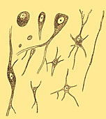 Nerve Cell Types, Von Kolliker, 1852