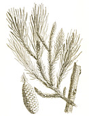 Triassic Conifer