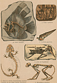 Illustrated Geology and Palaeontology