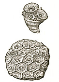 Rugose Coral Fossil