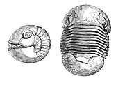 Silurian Trilobite