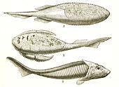 Armoured Fishes
