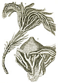 Crinoid Fossils