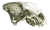 Cave Hyena Skull