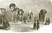 Mammoth and Elephants