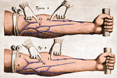 Historical Illustration of Blood Vessels