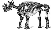 Tinoceras, Cenozoic Mammal