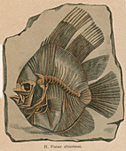 Prehistoric Fish, Platax altissimus