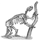 Mylodon, Cenozoic Mammal