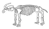 Missourium, American Mastodon, Cenozoic Mammal