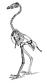 Gastornis, Cenozoic Bird